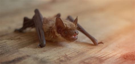 How to get a bat out of your house. Things To Know About How to get a bat out of your house. 